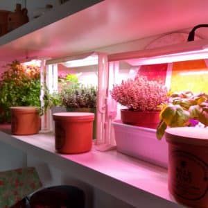 FLORA LED MINI